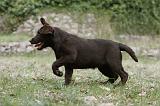 LABRADOR 872